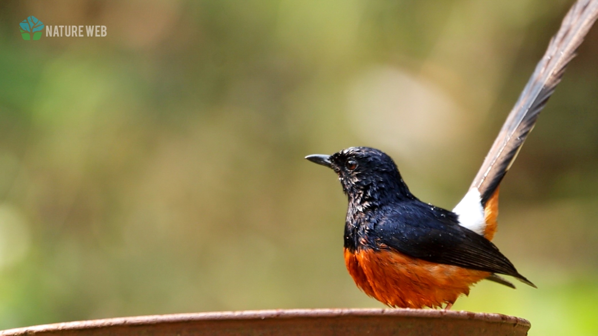 White-rumped Shama